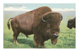Buffalo on the Range Affiches