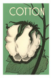 Cotton Boll Posters