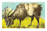 Grazing Goat Posters