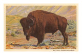 Bison Affiches