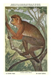 Red Colobus Monkey Posters