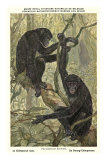 Bonobo Pygmy Chimpanzee Prints