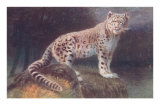 Snow Leopard Láminas Snow Leopard Láminas