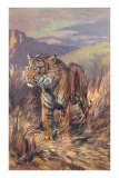 Tiger in the Grasslands Posters