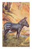 Mountain Zebra Photo