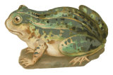 Painted Frog Posters