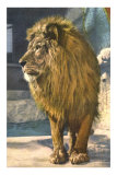 Lion at Zoo Photo