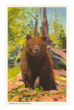 Grizzly Bear Prints