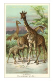 Giraffes Prints