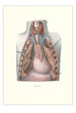 Autopsy of Chest Cavity Prints