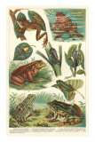 Variety of Amphibians Photo