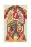 Interior View of Human Abdomen Posters