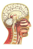 Inside of the Head Prints