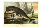 Beached Sperm Whale Prints