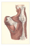 Muscles of the Back Prints