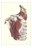 Musculature of the Shoulder Area Láminas