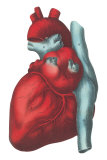 Heart and Major Vessels Pósters