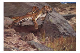 Leopardos en la nieve (tamaño reducido) Láminas Leopardos en la nieve (tamaño reducido) Láminas