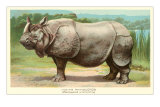 Indian Rhinoceros Posters