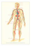 Schematic of Circulatory System Posters