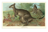 Big Gray Kangaroos - Reprodüksiyon Big Gray Kangaroos - Reprodüksiyon