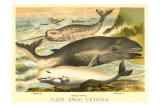 Varieties of Whales Posters