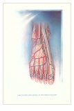 Circulation and Nerves of Dorsum of Foot Photo Circulation and Nerves of Dorsum of Foot Photo