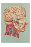 Interior of Cranium Poster
