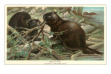 Beavers Building Dam Poster