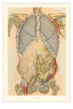 The Thorax, Showing Lungs Prints