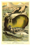 Seals on Ice Posters