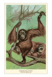 Orangutan Poster