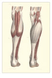 Musculature of the Lower Leg Posters