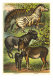 Equine Family Prints