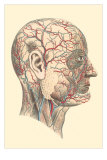 Veins and Arteries of the Face Poster