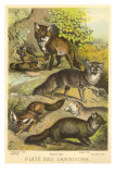 Varieties of Foxes Print