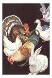 Domestic Barnyard Animals Posters