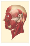 Muscles of the Head and Face Posters