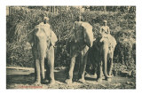 Elephants and Mahouts in Ceylon Prints