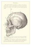 Vintage Illustration of the Skull Posters