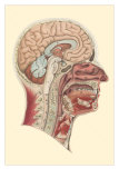 Interior of the Cranium Láminas