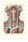 Circulation in the Neck Affiches