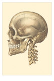 The Cranium Posters