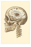Interior of Cranium Prints