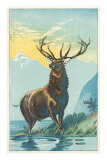 Elk at Lake Side Poster