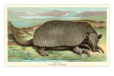 Tatou Armadillo Posters