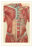 Musculature of the Torso Print