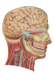 Cutaway View of the Head and Neck Láminas Cutaway View of the Head and Neck Láminas