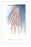 Circulation and Nerves of Dorsum of Hand Prints