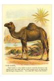 Camel by the Nile Posters